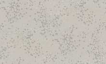 Обои цветы в зал Euro Decor Герда 7282-11